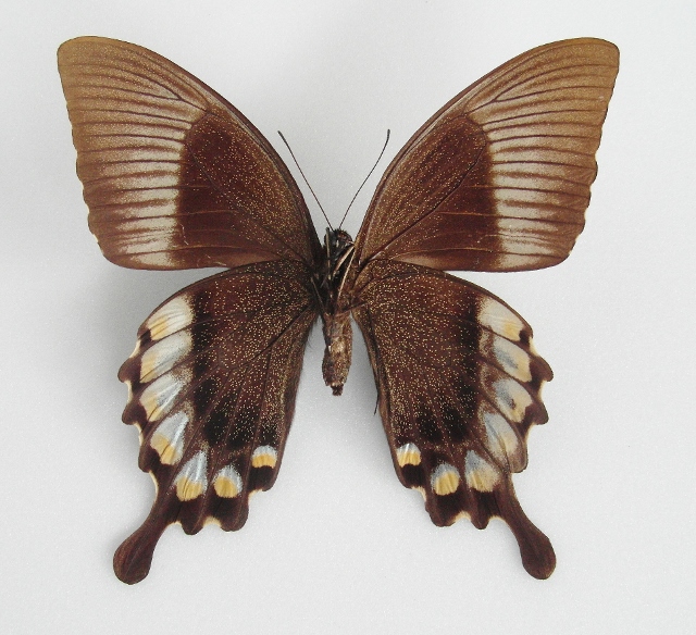 Papilio blumei female (aberration, verso) [Internet image property of respective owner, non commercial use only]